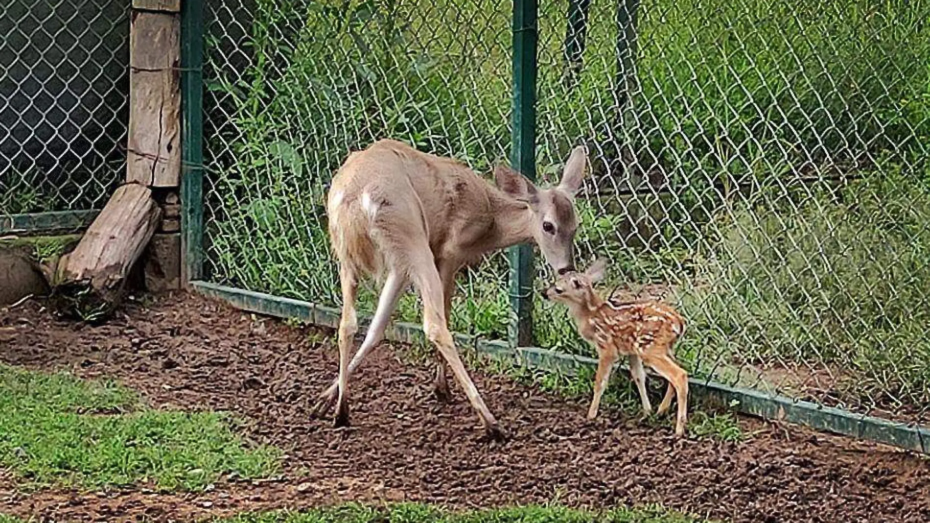 cria venado cola blanca